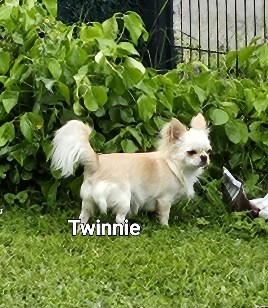 malenkoye korolevstvo Glam roxy