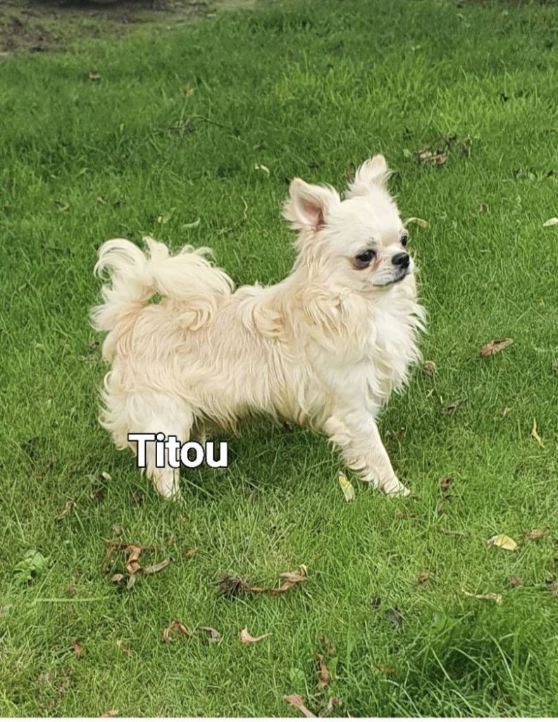 Titou De La Contrée Des Elfes