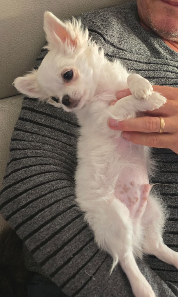 Du Royaume Des Chtites Merveilles - Chihuahua - Portée née le 27/06/2025